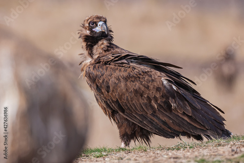 Cinereous Vulture   Aegypius monachus  in its natural habitat. Wildlife.