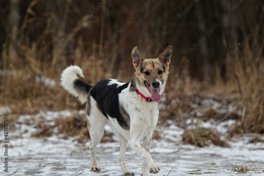 Mixed breed shepherd dog standing in winter field