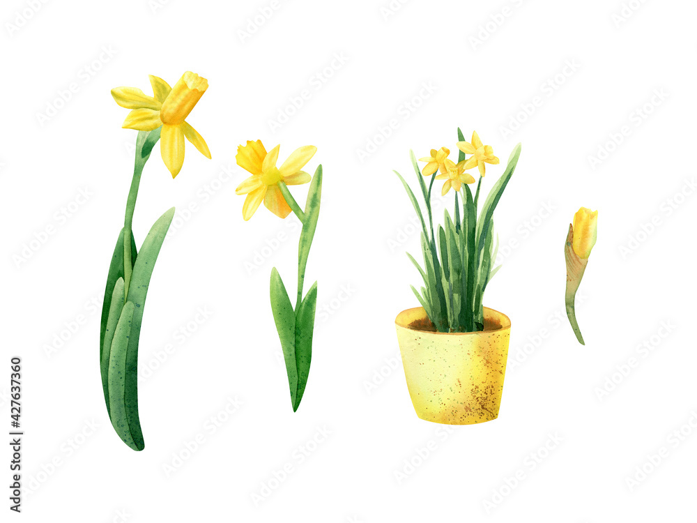 Daffodils flower set. Watercolor botanical illustration with bright spring yellow daffodils flowers, bud, pot flower - obrazy, fototapety, plakaty 
