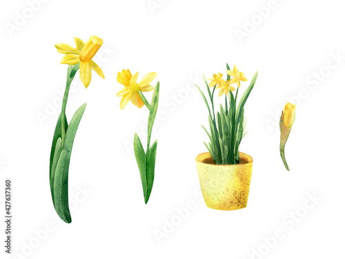 Fototapeta Naklejka Na Ścianę i Meble -  Daffodils flower set. Watercolor botanical illustration with bright spring yellow daffodils flowers, bud, pot flower