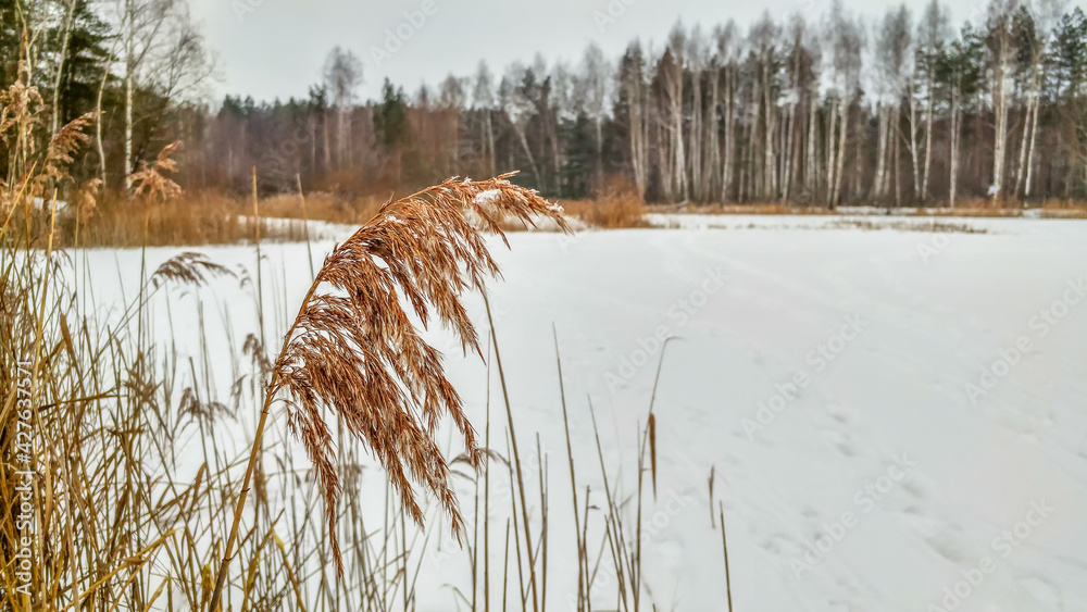 Reed stalk on a frozen lake in winter