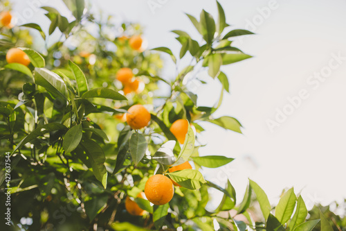 Orange tree filled with oranges captured from below looking up on a sunny day