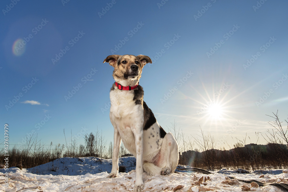 Strong healthy mongrel dog portrait in winter field