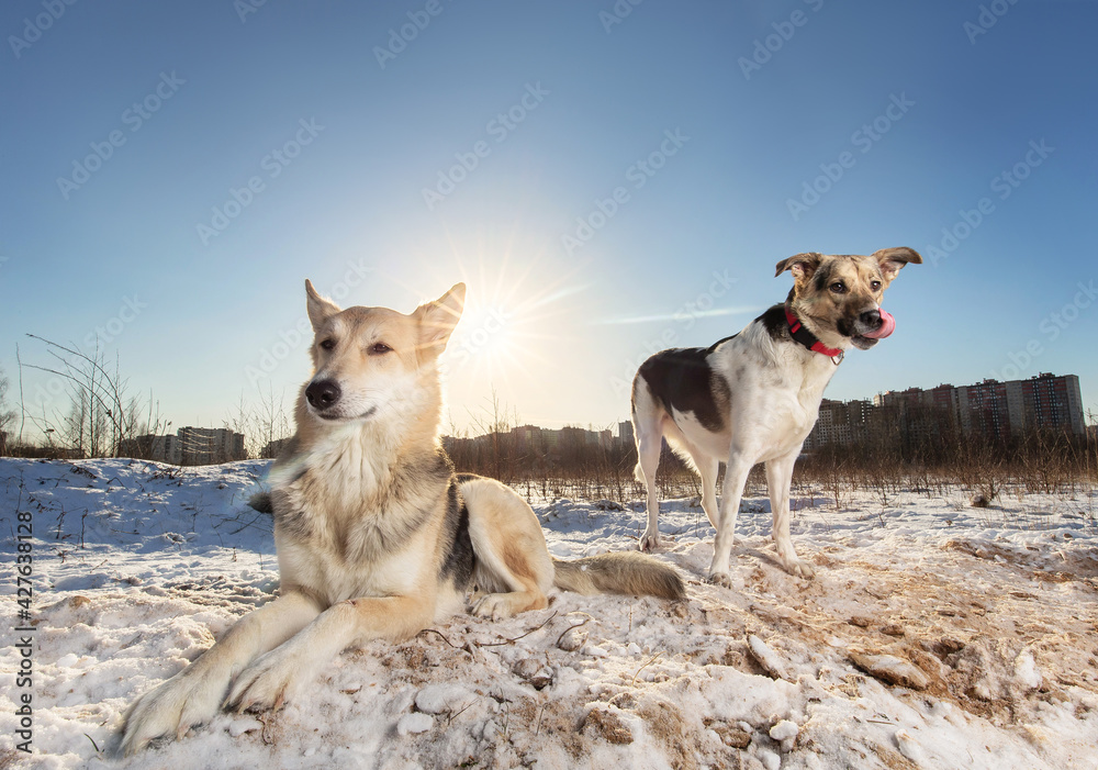 Naklejka premium Two Strong healthy mongrel dogs in winter field