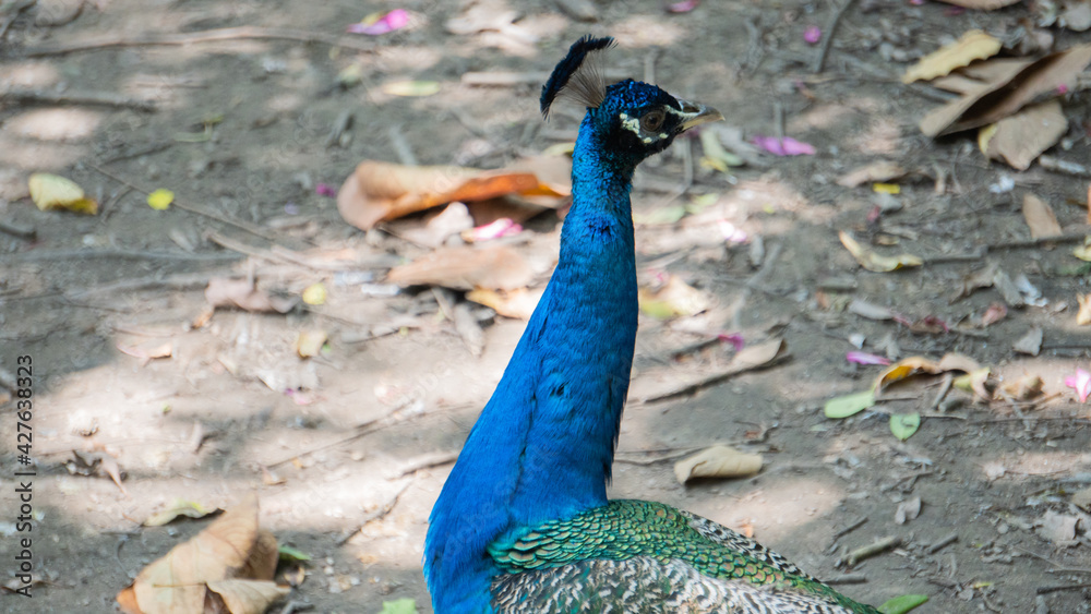 Obraz premium Close-up male peacock's head