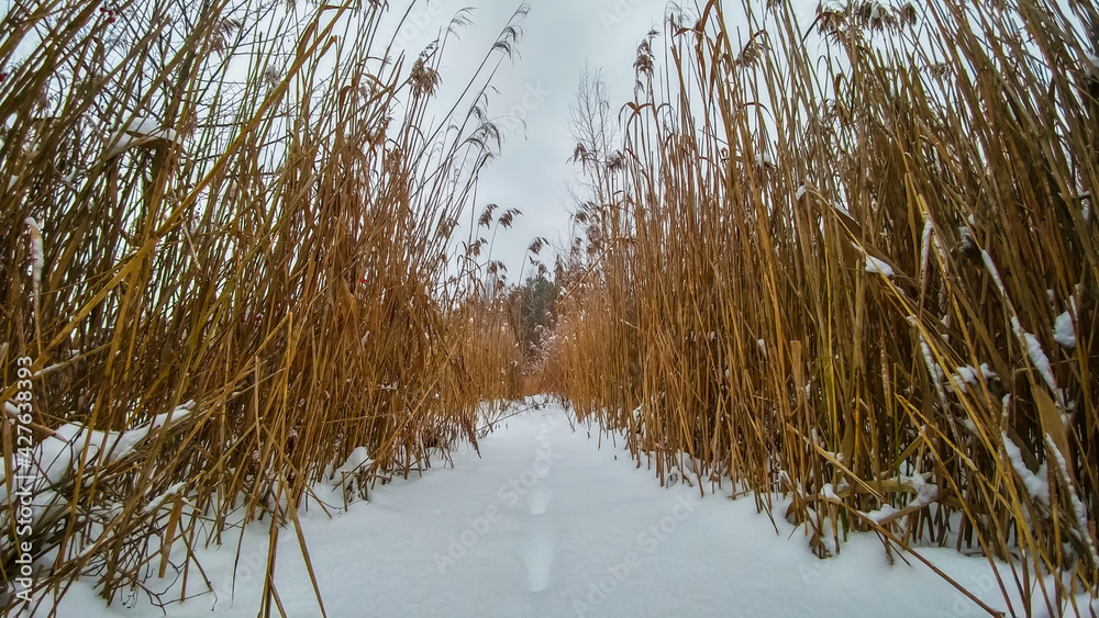 Reed stalks on a frozen lake