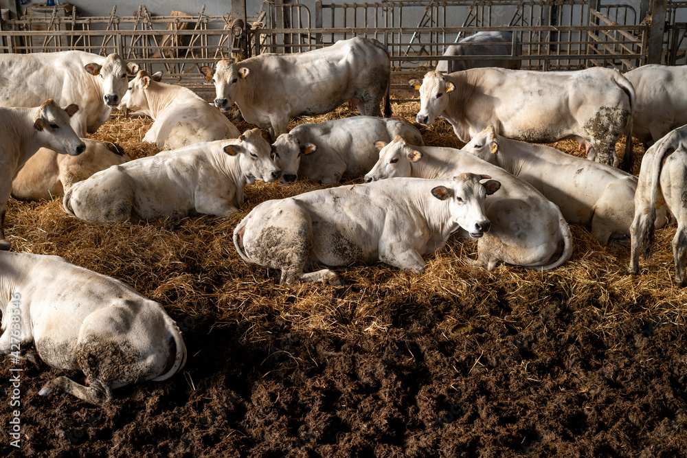 White Piedmontese breed cows in the stable White Piedmontese breed cows in the stable