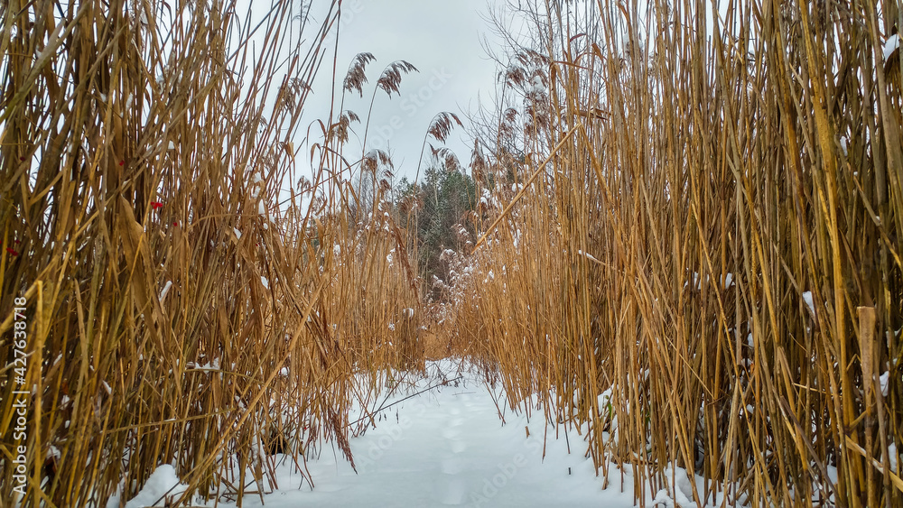 Reed stalks on a frozen lake
