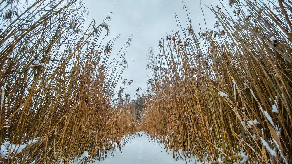 Reed stalks on a frozen lake