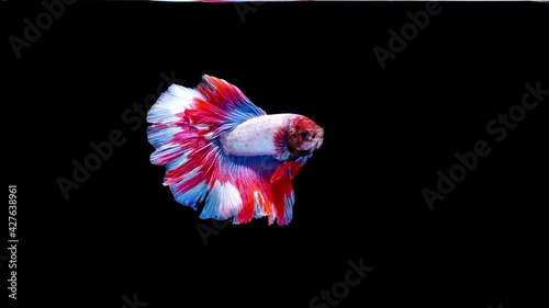 Siamese fighting fish (Betta splendens)
