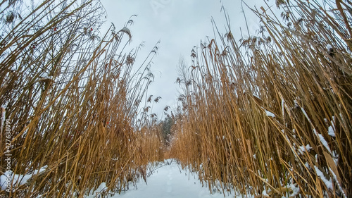 Obraz na płótnie Reed stalks on a frozen lake w salonie