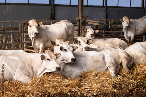 White Piedmontese breed cows in the stable photo