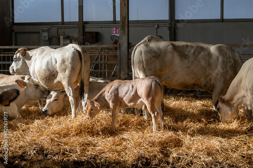 White Piedmontese breed cows in the stable