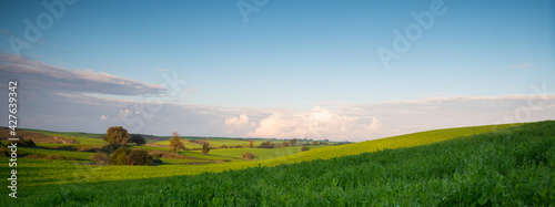 Green afternoon in the field with blue sky and some clouds.