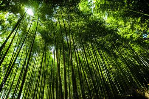 arashiyama#1