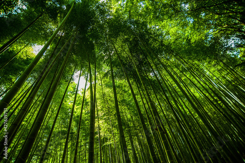 arashiyama 2