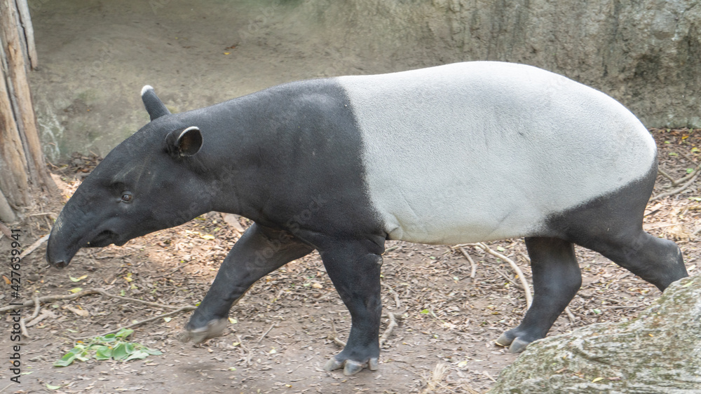 Cute Malay tapir is looking for food everywhere 3 Cute Malay tapir is looking for food everywhere 3