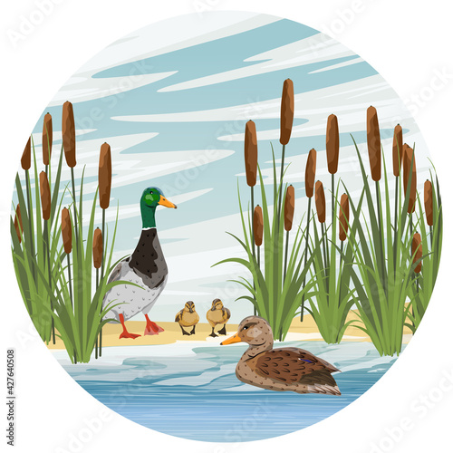 Family of mallard ducks. A drake, a duck and two ducklings learn to swim. Lake shore with reeds. Sandy shore of the pond. Countryside. Vector realistic landscape.