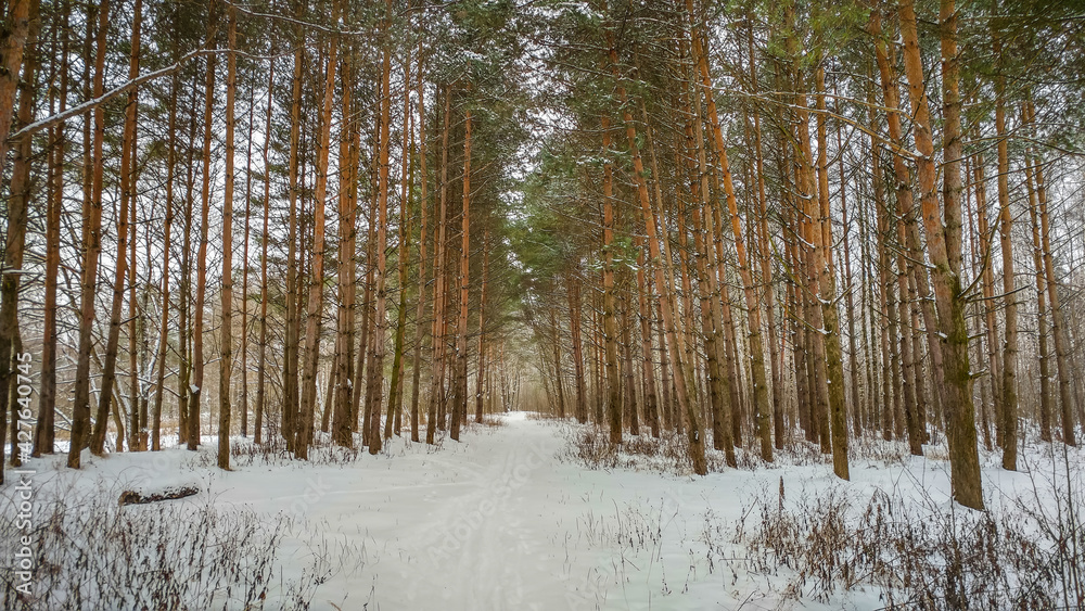 Pine forest in winter time
