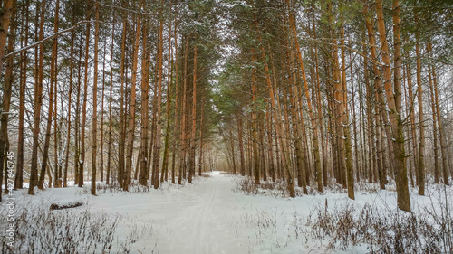 Obraz na płótnie Pine forest in winter time w salonie