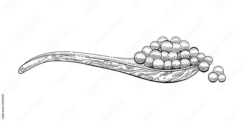 Caviar spoon. Etching sketch caviar wood spoon. Wooden ladle shovel with  red salmon fish eggs. Vector luxury salted snack. Hand drawn line sandwich  design. Black cartoon engraved drawing of sea food Stock
