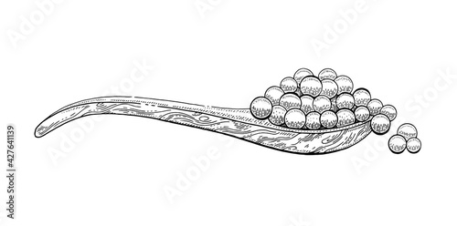 Caviar spoon. Etching sketch caviar wood spoon. Wooden ladle shovel with red salmon fish eggs. Vector luxury salted snack. Hand drawn line sandwich design. Black cartoon engraved drawing of sea food