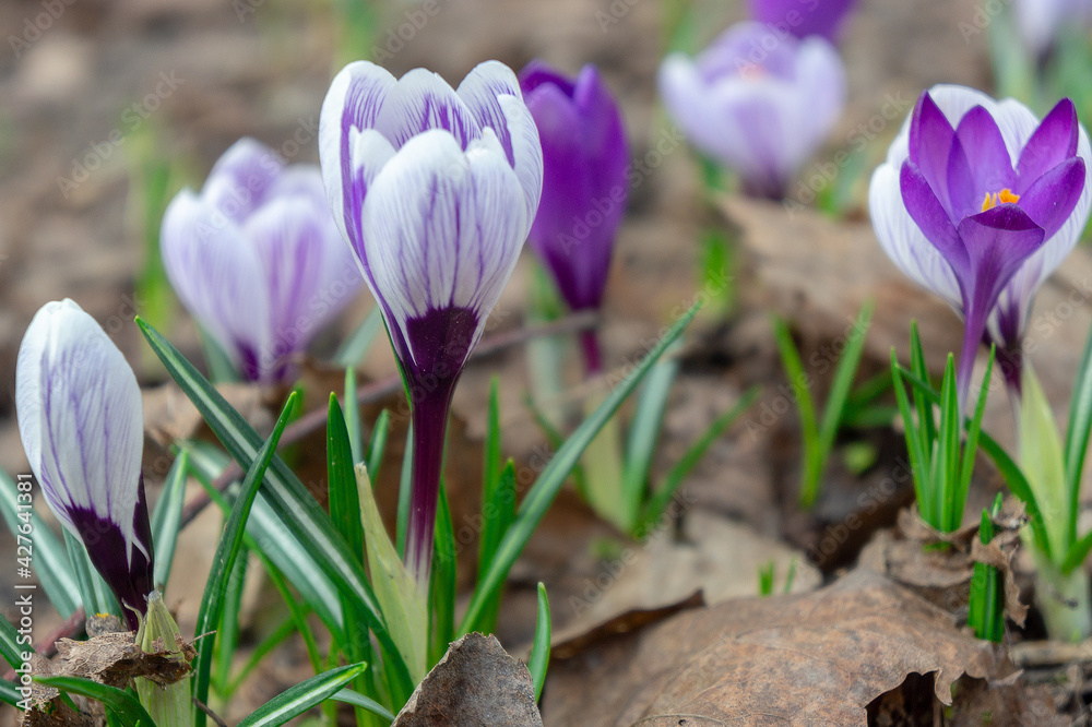 The first spring flowers in last year's leaves The first spring flowers in last year's leaves