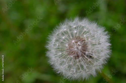 Close-up of a fluffy white dandelion on a green background. Horizontal photo. Selective focus. 