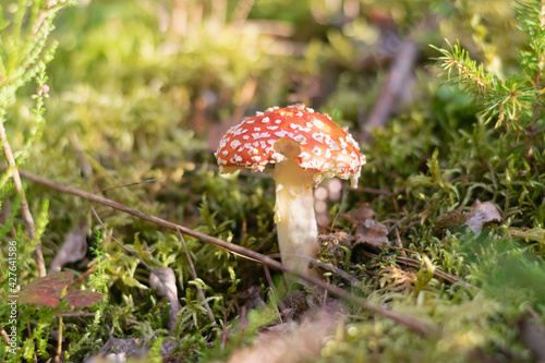 Poisonous mushroom fly agaric close-up growing among green moss at the edge of the forest on a sunny summer day. Horizontal photo. Selective focus. 