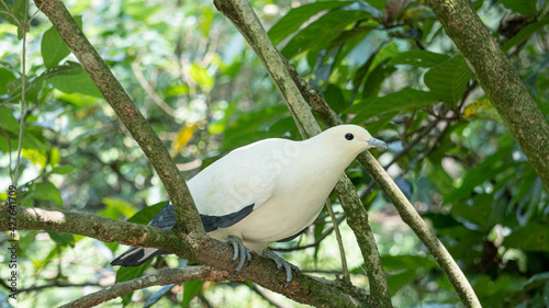 White dove standing on a branch 1