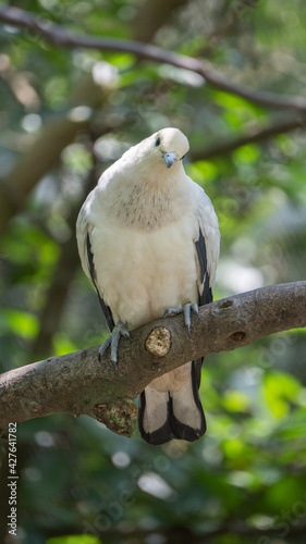 White dove standing on a branch 3