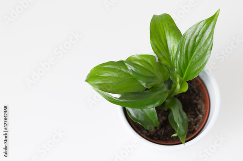 indoor plant spathiphillum on white background. Flat lay
