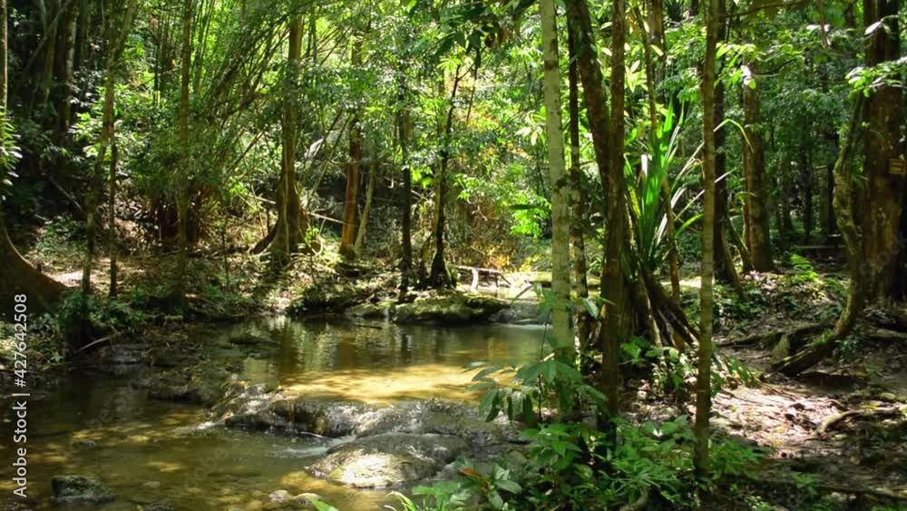 Scenery of tropical forest with small creek flowing among lush foliage plants under sunlight during summer. Panning shot of water stream in the jungle.