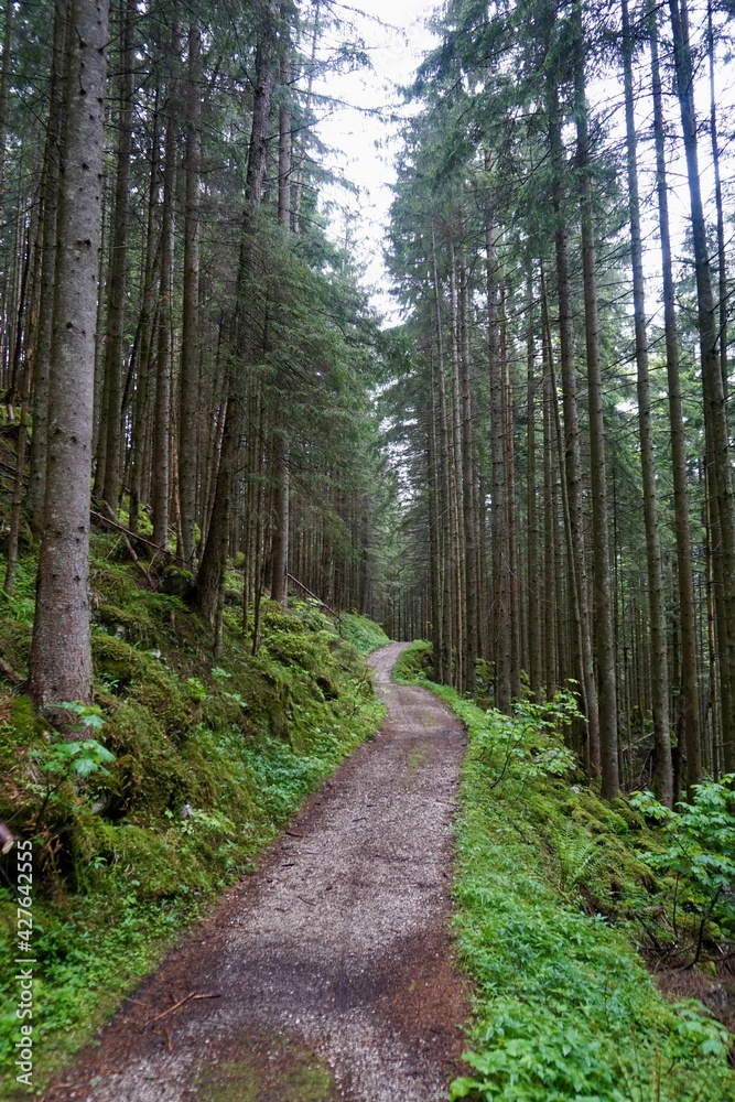 Green forest in the Bavarian Alps in Berchtesgaden Green forest in the Bavarian Alps in Berchtesgaden