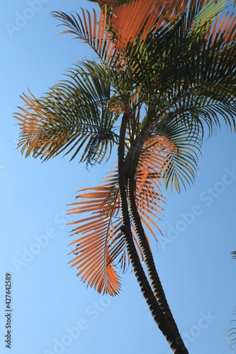palm tree on sky