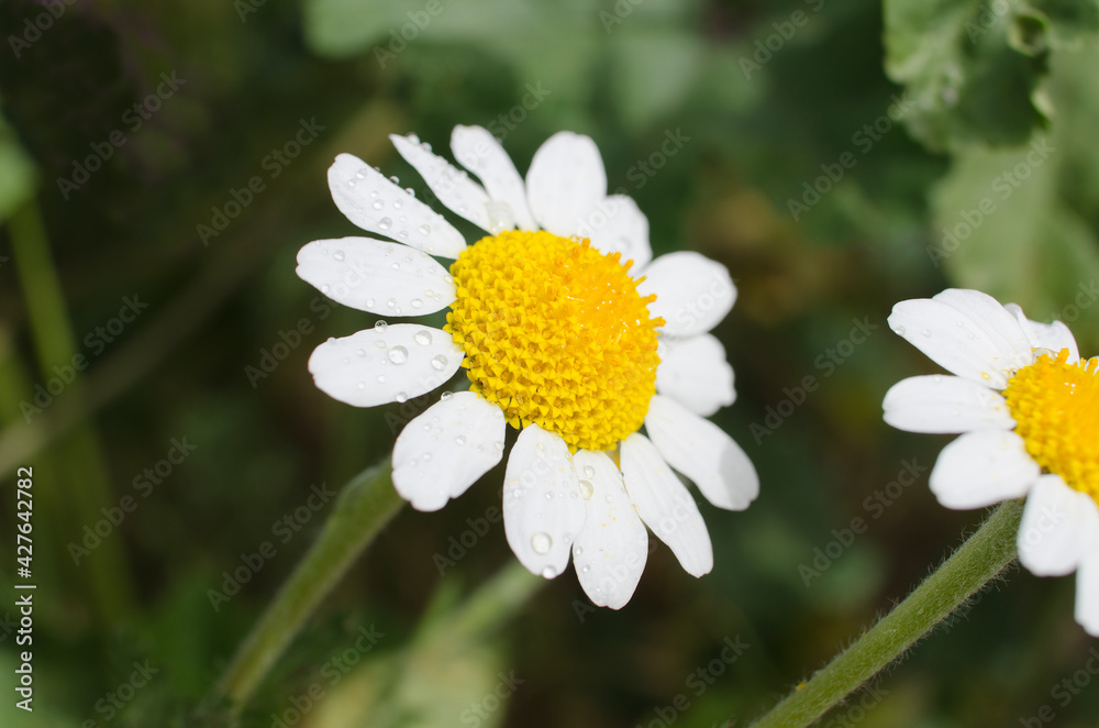 Fototapeta premium daisy flowers