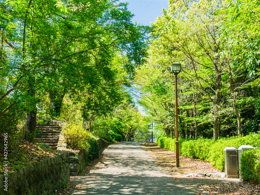 新緑の散歩道