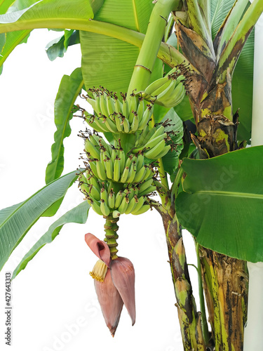 bunch of bananas