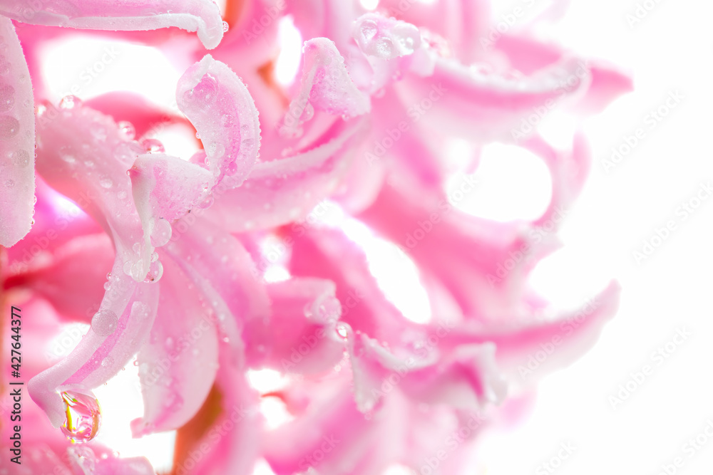 Flower hyacinth pink color close-up isolated