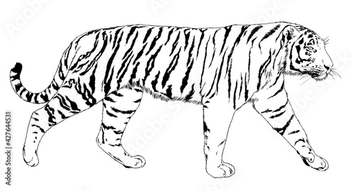 Fototapeta Naklejka Na Ścianę i Meble -  tiger drawn with ink