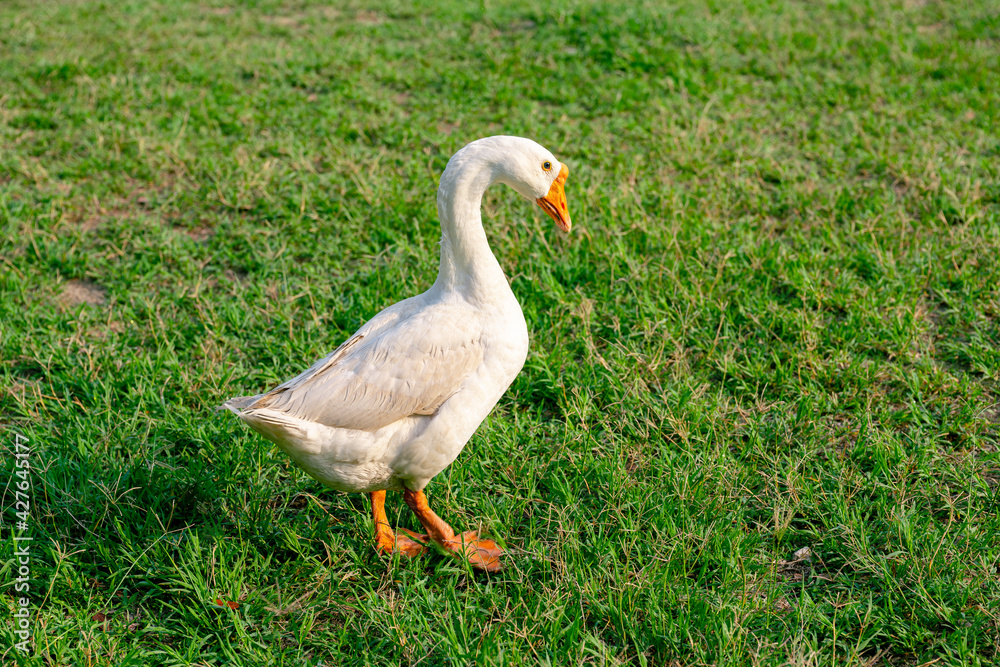 White goose (Chinese goose) walking on the green grass. White goose (Chinese goose) walking on the green grass.