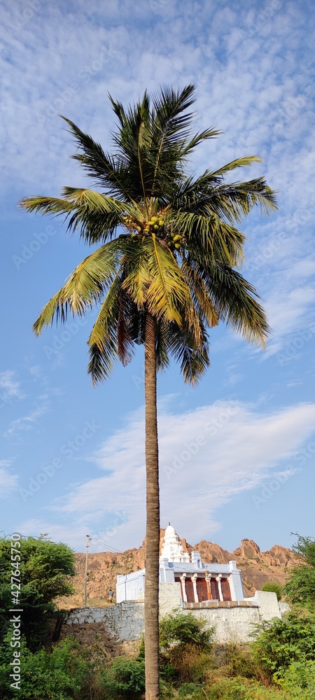 Natural green coconut trees