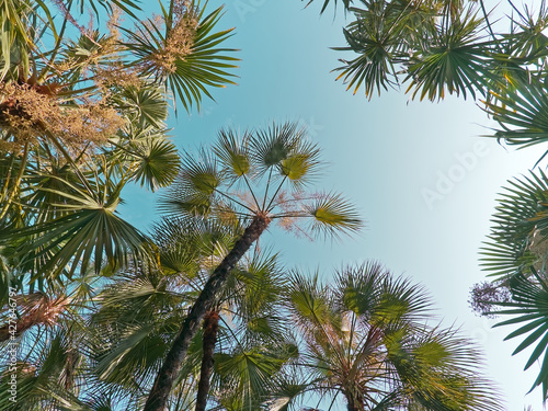 Low Angle View of Palm Trees Against Blue Sky © AkeDynamic