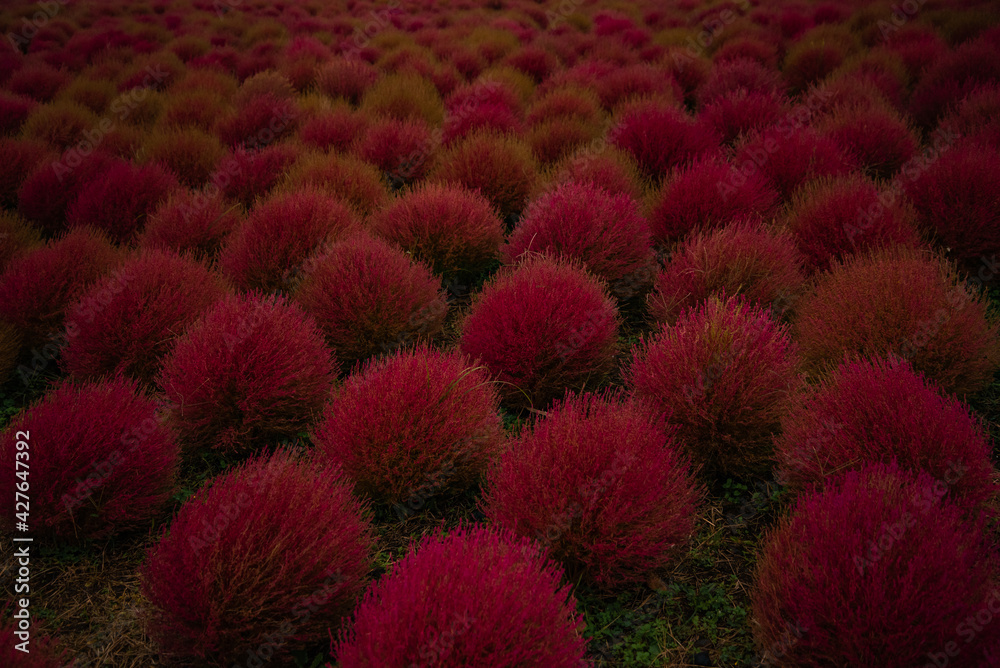 赤色に色ずくコキアの群生 Stock Photo | Adobe Stock