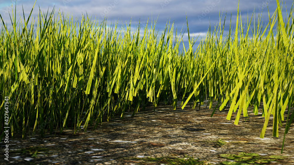 Obraz premium grass in the field