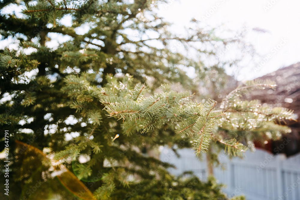 Fototapeta premium Closeup of pine branch in soft sun light.