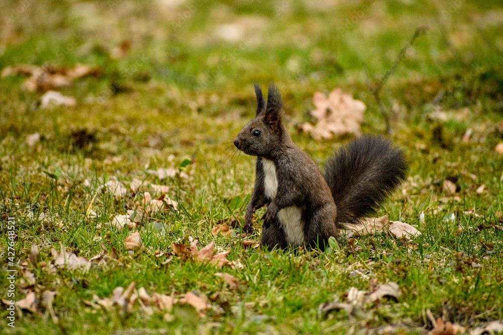 Naklejka premium Squirrel in the grass