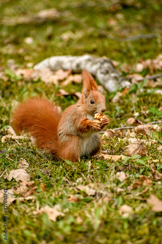 Squirrel in the park © KasiaGruszkavel