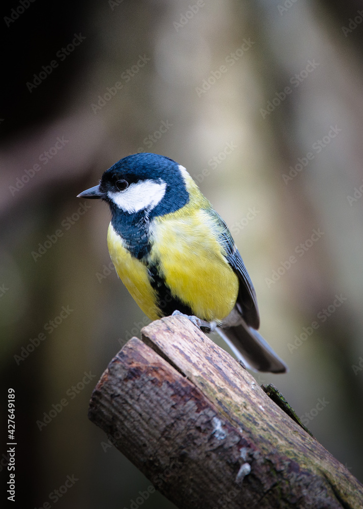tit tit