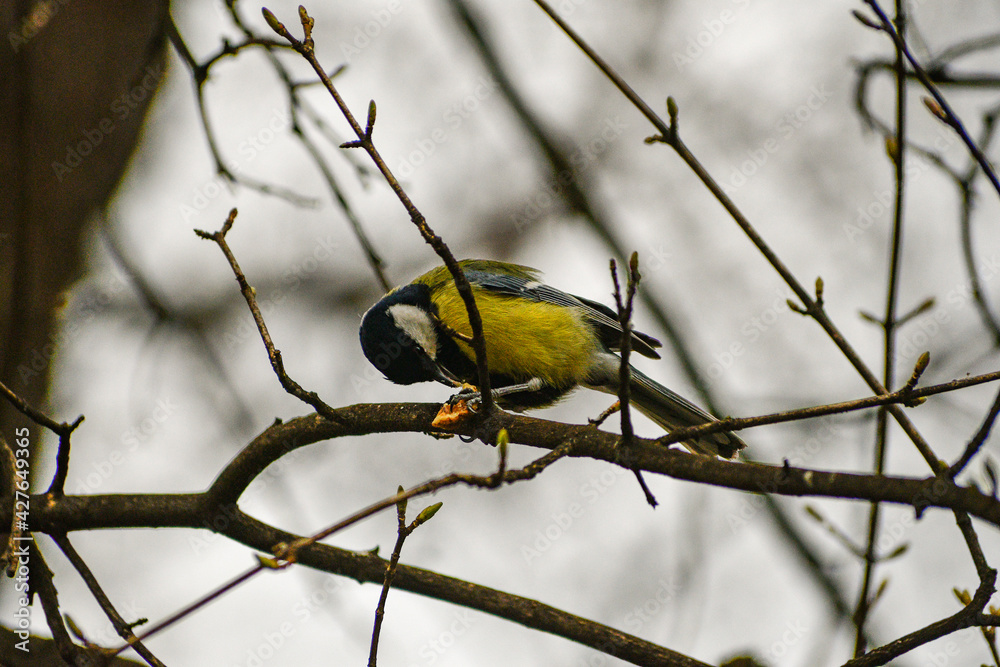 Fototapeta premium Great tit on a branch